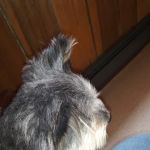Mountaineer Veterinary Clinic
