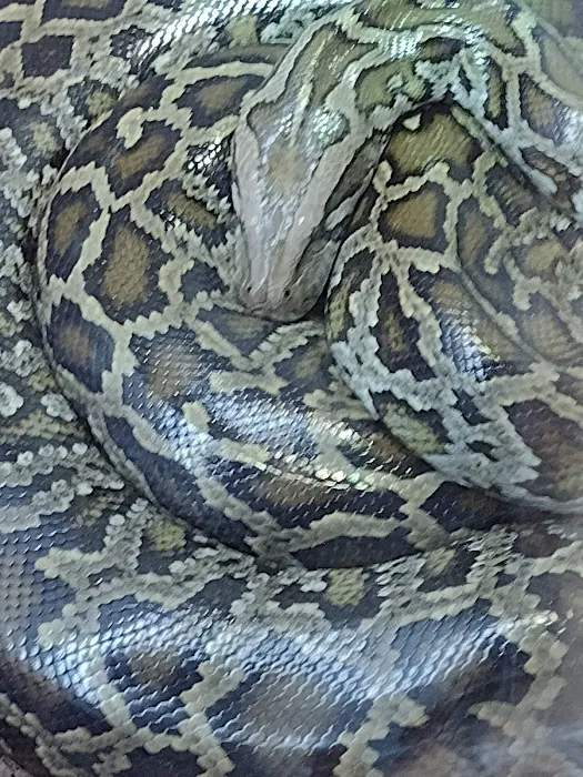 Tropical Kingdom Picture 8