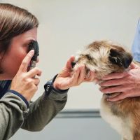 Animal Medical Center ico