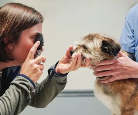 Animal Medical Center