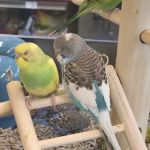 Petco
