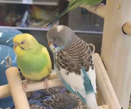 Petco