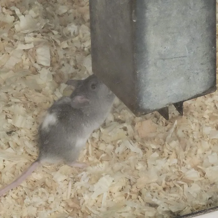 Desert Pet Picture 5
