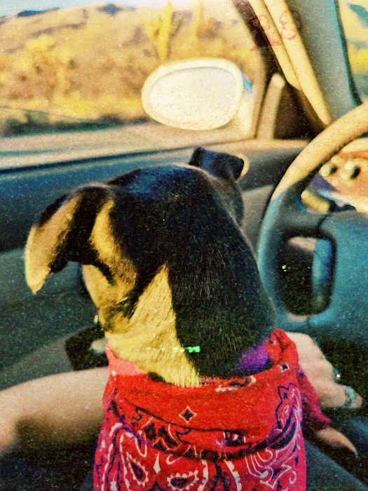 Desert Pet Picture 7
