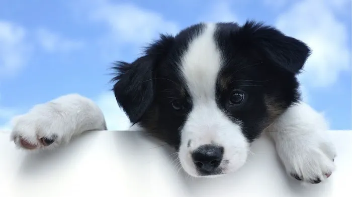 Desert Pet Picture 10