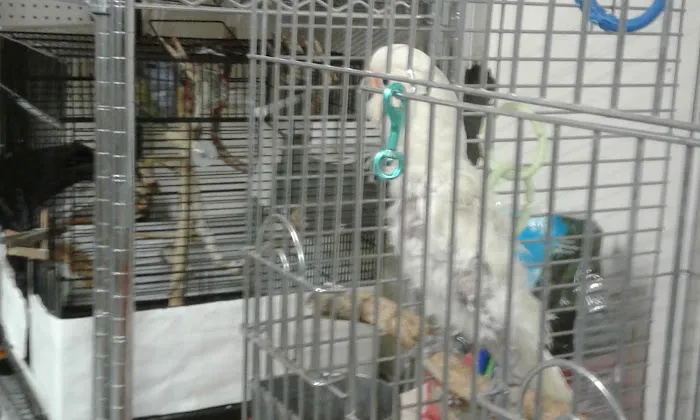 Desert Pet Picture 1