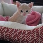 Morgantown Veterinary Care
