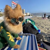 Peanut's Clawset ico