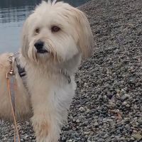 Paw Prints Veterinary Clinic ico