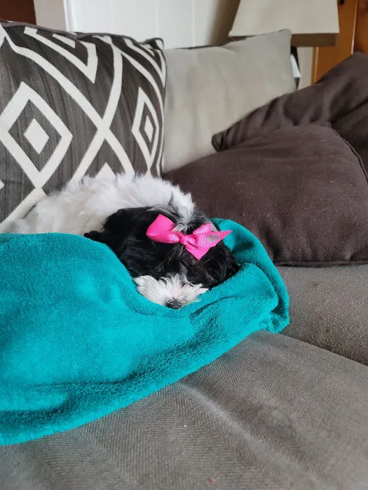 Paw Palace Puppies Picture 7