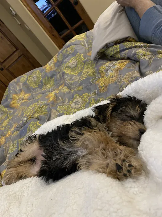 Paw Palace Puppies Picture 1