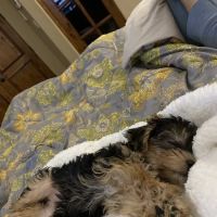 Paw Palace Puppies ico