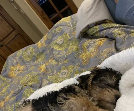 Paw Palace Puppies