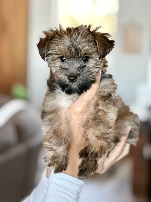 Paw Palace Puppies Picture 5
