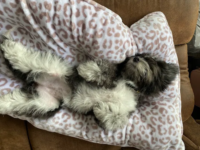 Paw Palace Puppies Picture 3