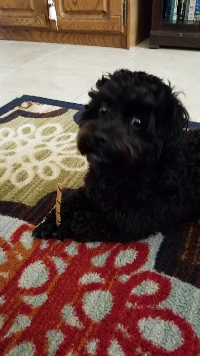 Paw Palace Puppies Picture 2