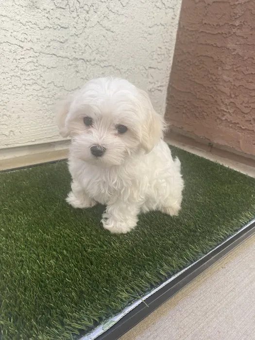 Paw Palace Puppies Picture 4