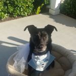 Ting Veterinary Acupuncture