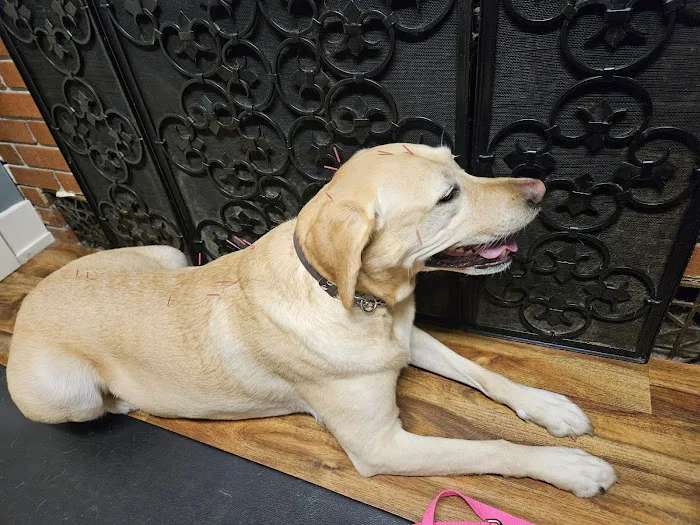 Ting Veterinary Acupuncture Picture 8