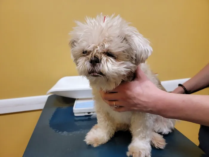 Ting Veterinary Acupuncture Picture 6