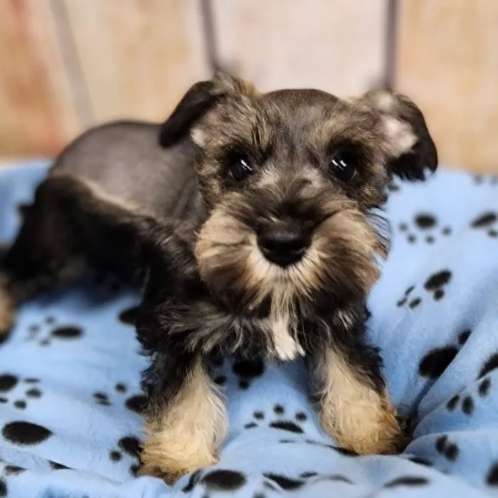 Petland Tucson Picture 4
