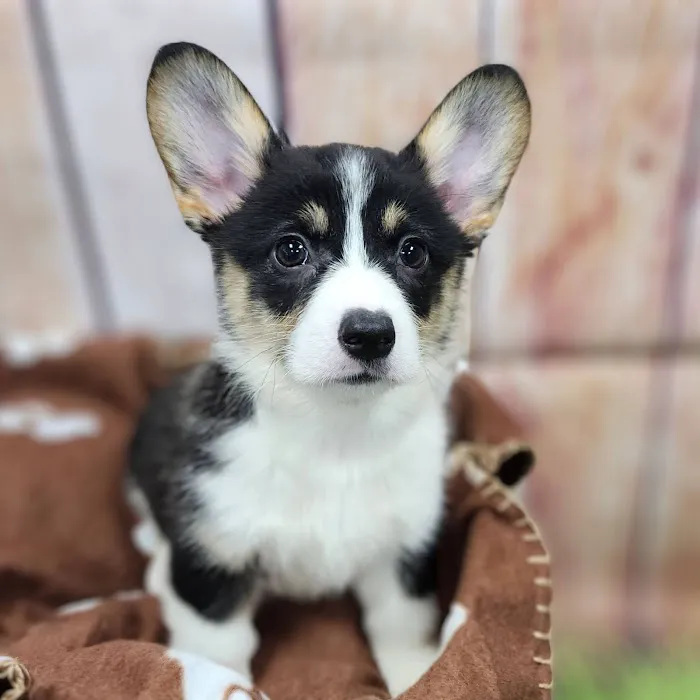 Petland Tucson Picture 2