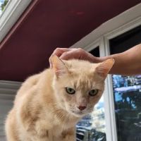 Sayville Animal Hospital ico
