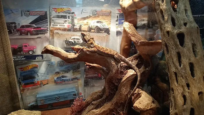 Ever Evolving Exotics Picture 3