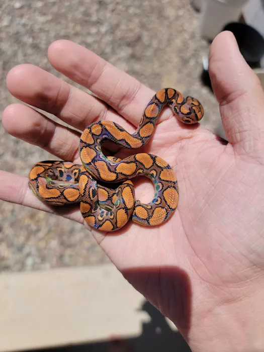 Ever Evolving Exotics Picture 2