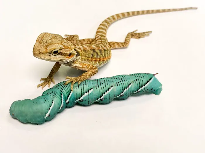 Ever Evolving Exotics Picture 8