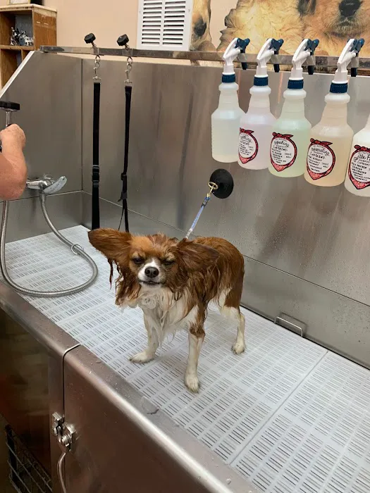 Rosie's Barket DIY Dog Wash OV Picture 9