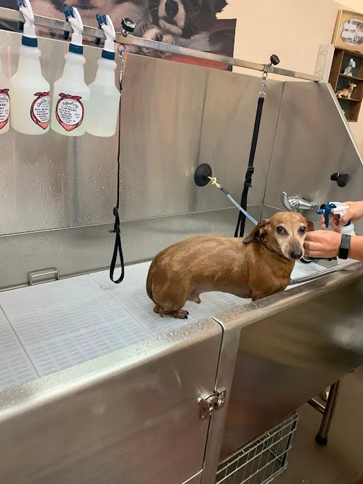 Rosie's Barket DIY Dog Wash OV Picture 10