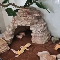 Cold Blooded Exotics ico
