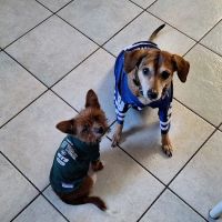 Grady Animal Hospital ico