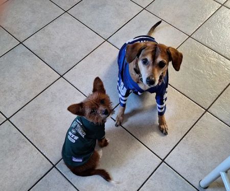 Grady Animal Hospital