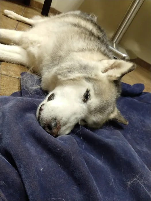 Grady Animal Hospital Picture 8