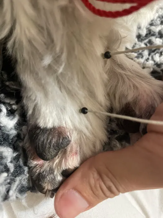 And Toto Too Grooming Picture 2