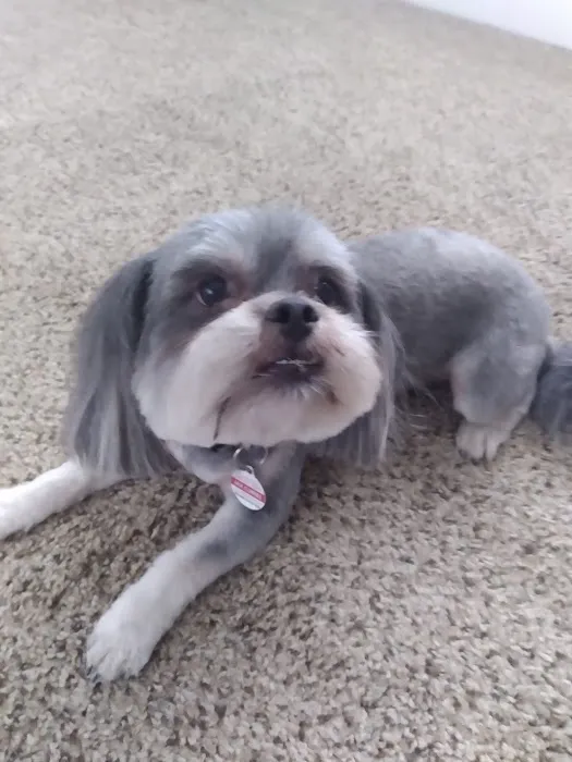 And Toto Too Grooming Picture 9