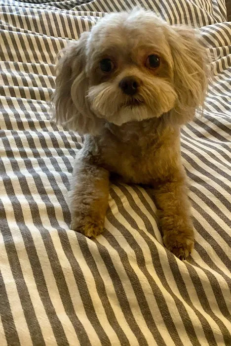 And Toto Too Grooming Picture 5