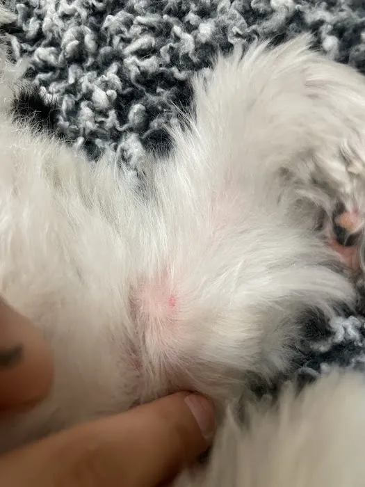 And Toto Too Grooming Picture 3