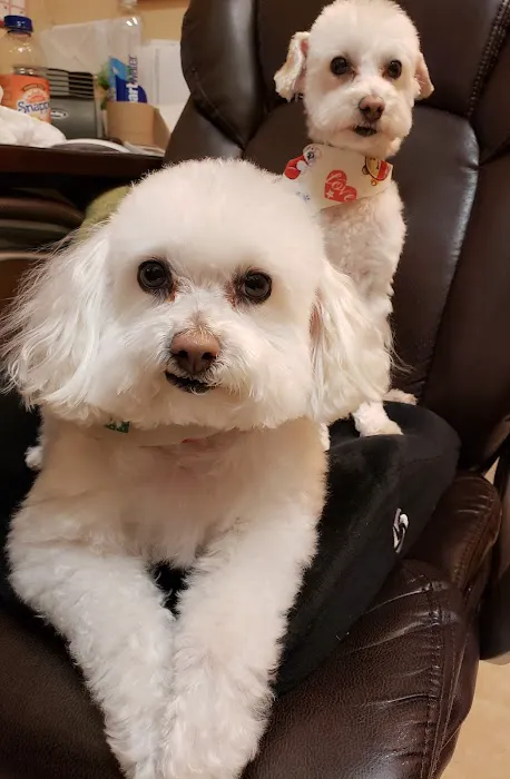 And Toto Too Grooming Picture 10
