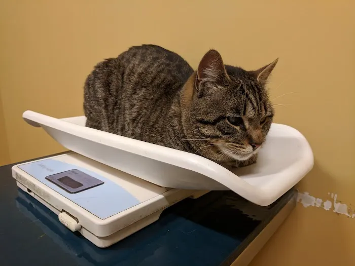 Animal Health & Wellness Veterinary Office Picture 1