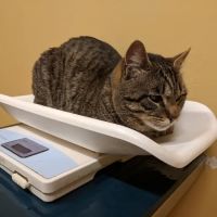 Animal Health & Wellness Veterinary Office ico