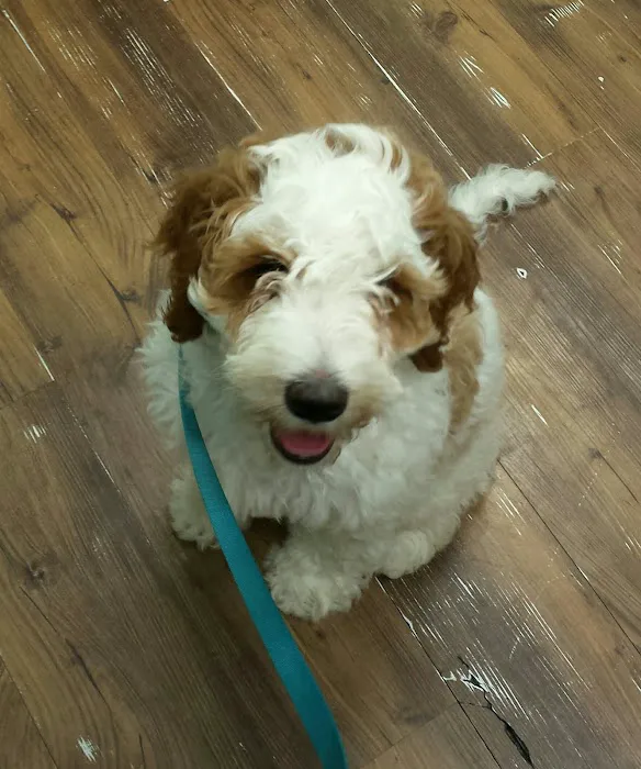 Animal Health & Wellness Veterinary Office Picture 6