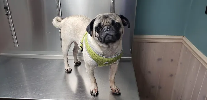 Countryside Animal Hospital Picture 1