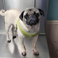 Countryside Animal Hospital ico