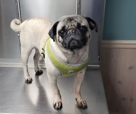 Countryside Animal Hospital