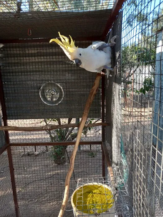 Arizona Parrots, Call for appointment to visit Picture 6