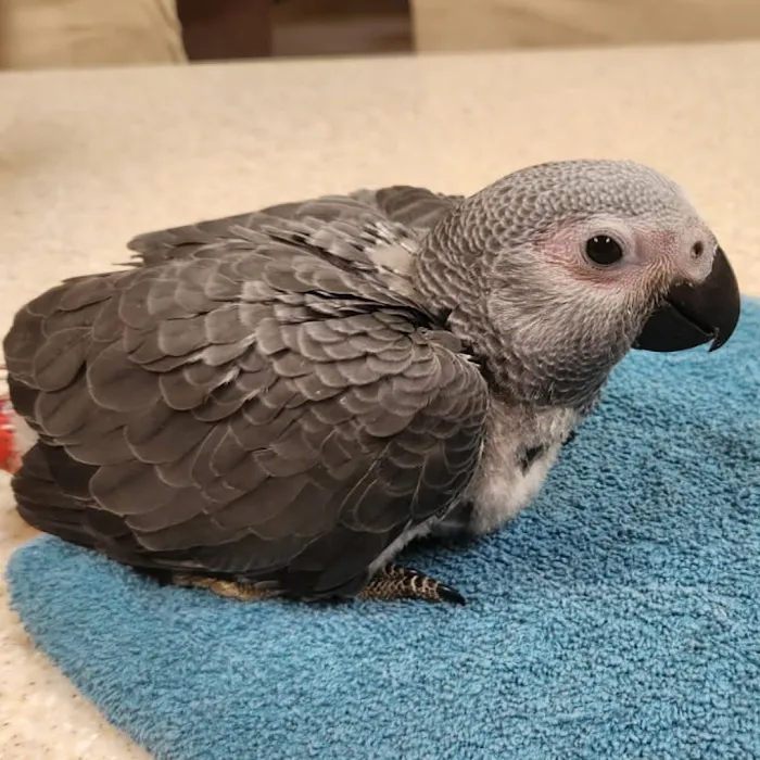 Arizona Parrots, Call for appointment to visit Picture 10