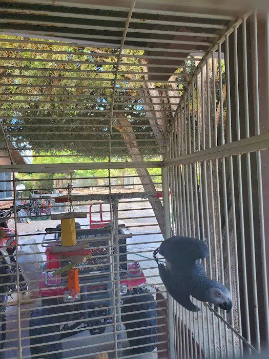 Arizona Parrots, Call for appointment to visit Picture 1
